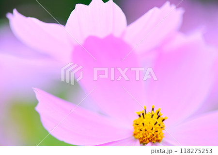 美しく可愛い　コスモスの花 118275253