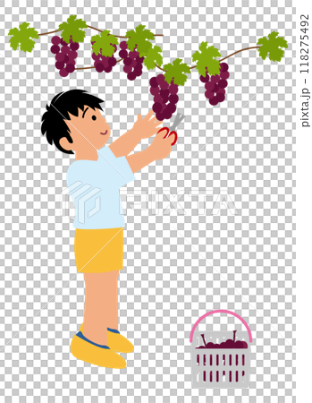 Illustration of children experiencing grape picking 02 Illustration of children experiencing grape picking 02 118275492