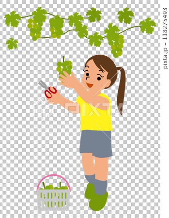 Illustration of children experiencing grape picking 03 Illustration of children experiencing grape picking 03 118275493