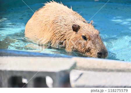 プールに入るカピバラ　ヒノトントンZOO（羽村市動物公園） 118275579