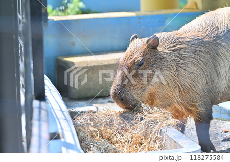 食事中のカピバラの顔のアップ　ヒノトントンZOO（羽村市動物公園） 118275584