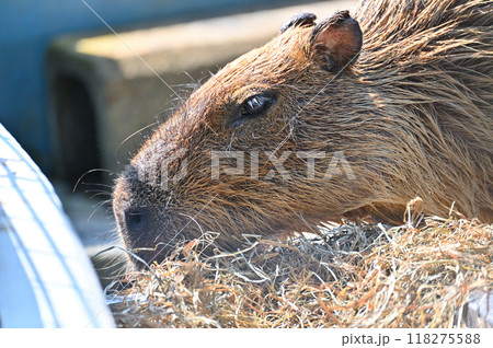 食事中のカピバラの顔のアップ　ヒノトントンZOO（羽村市動物公園） 118275588