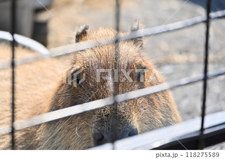 網越し見つめる可愛いカピバラのアップ　ヒノトントンZOO（羽村市動物公園） 118275589