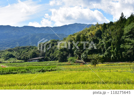 田んぼのあぜ道に咲く彼岸花 118275645