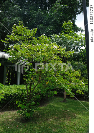 Bauhinia Acuminata is a tropical Bauhinia Acuminata is a tropical 118275737