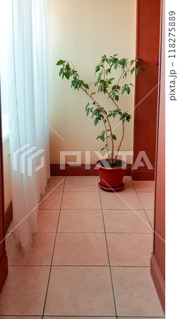 The interior of a bright room with a white transparent curtain and a flower pot on the floor, vertical The interior of a bright room with a white transparent curtain and a flower pot on the floor, vertical 118275889