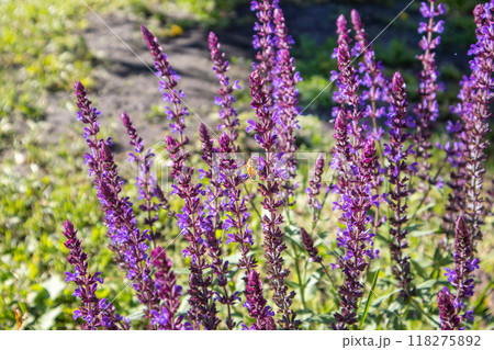 Floral background of lavender blooming in a field, on a sunny summer day, outdoors. Calm bright and relaxing natural landscapes 118275892