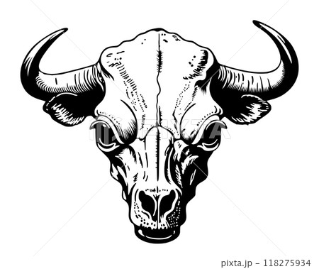 Cow skull. Black and white vector isolated illustration 118275934