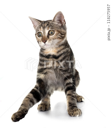 little cat in studio 118275957