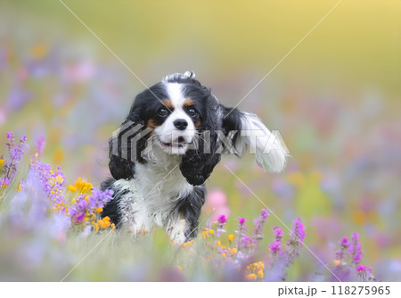 cavalier king charles cavalier king charles 118275965