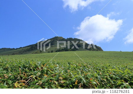 瓶ヶ森 登山道から笹原を眺める 夏 (四国 愛媛県) 瓶ヶ森 登山道から笹原を眺める 夏 (四国 愛媛県) 118276281