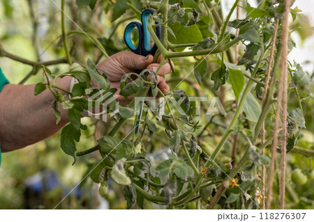 Woman is pruning tomato plant branches in the greenhouse. Trimming diseased tomato leaves in a greenhouse 118276307