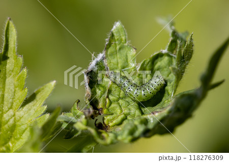 Green leafworm caterpillar on a delphinium plant Green leafworm caterpillar on a delphinium plant 118276309