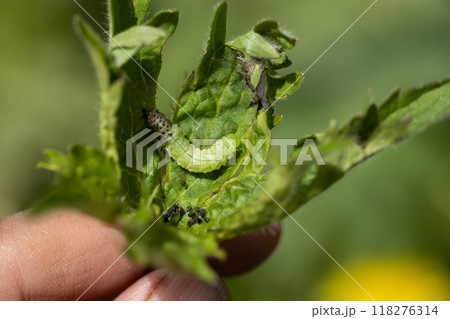 Green leafworm caterpillar on a delphinium plant Green leafworm caterpillar on a delphinium plant 118276314