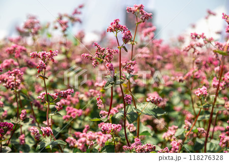 Red buckwheat flowers on the field. Blooming buckwheat. Buckwheat field on a summer sunny day.  118276328