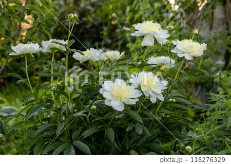 Peony variety 'Honey Gold'. Beautiful creamy white flowers with yellow center, close-up 118276329