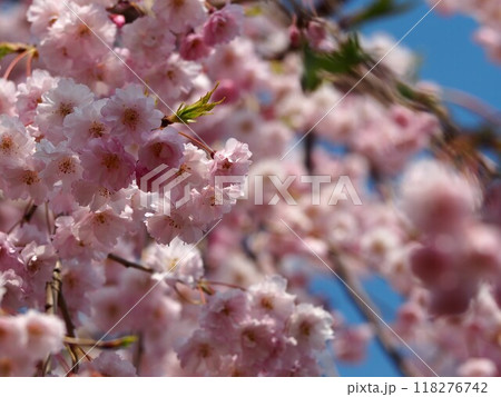日本の春　枝垂れ桜	 118276742
