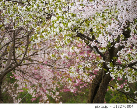春の風景　満開の桜 118276804