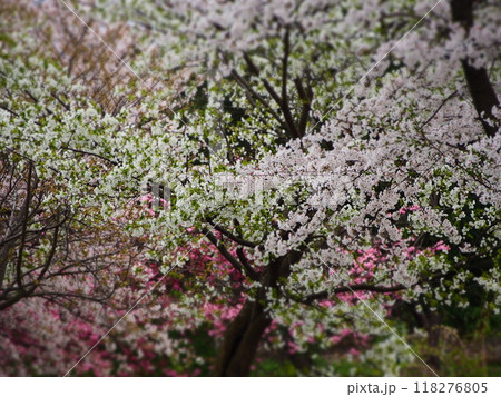 春の風景 満開の桜 春の風景 満開の桜 118276805