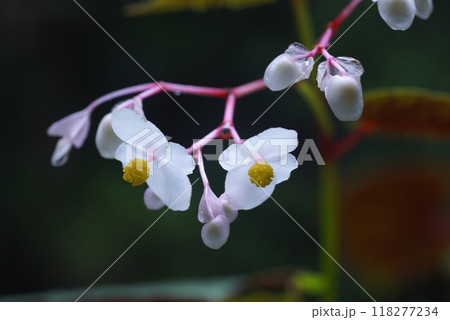 白いシュウカイドウの花 118277234