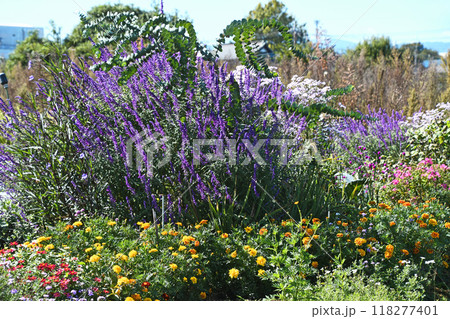 カラフルな秋の花畑 118277401