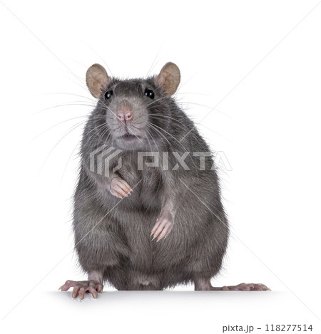 Blue adult rat on white background 118277514