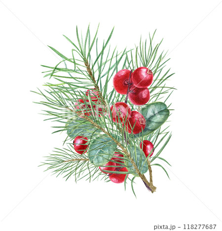 Red cranberries, spruce branches winter bouquet. Christmas cowberries berries and pine twigs watercolor floral illustration realistic style. For invitation, greeting cards, advertising posters 118277687