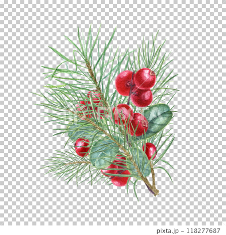 Red cranberries, spruce branches winter bouquet. Christmas cowberries berries and pine twigs watercolor floral illustration realistic style. For invitation, greeting cards, advertising posters 118277687