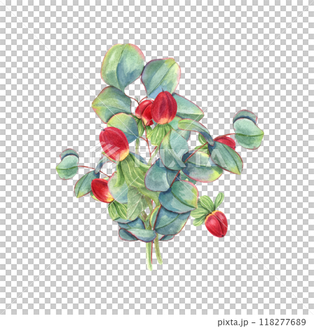 Eucalyptus branches, red berries bouquet in realistic style. Greenery with St Johns wort herb watercolor floral illustration. For greeting cards, invitation, wedding decor 118277689
