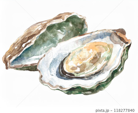 水彩画で描かれたカキ 水彩画で描かれたカキ 118277840