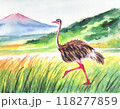 水彩画で描かれたダチョウ 118277859