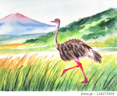 水彩画で描かれたダチョウ 水彩画で描かれたダチョウ 118277859