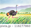 水彩画で描かれたダチョウ 118277860