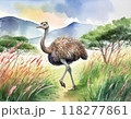 水彩画で描かれたダチョウ 118277861