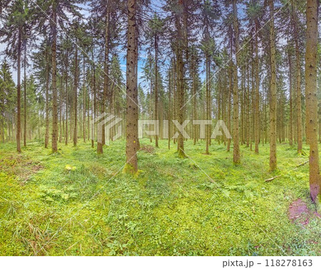 Panoramic picture of a natural dense German forest in summer with lots of green ground vegetation 118278163