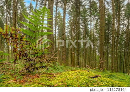 Panoramic picture of a natural dense German forest in summer with lots of green ground vegetation 118278164