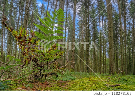 Panoramic picture of a natural dense German forest in summer with lots of green ground vegetation 118278165