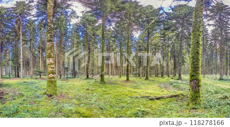 Panoramic picture of a natural dense German forest in summer with lots of green ground vegetation 118278166