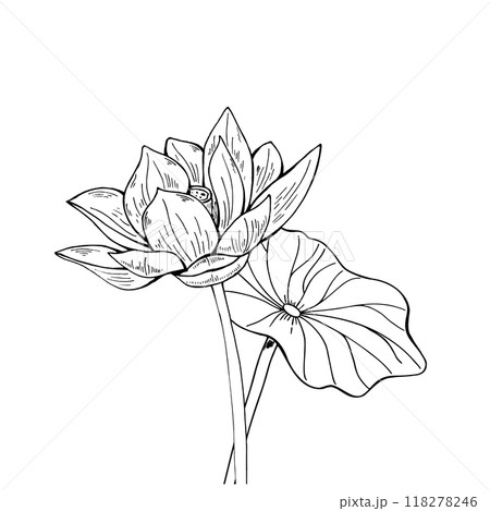 Pink Lotus flower and green Leaf. Blooming Water Lily. Watercolor illustration isolated on white background. Hand drawn composition for poster, cards, greeting, cosmetics packaging, spa center Pink Lotus flower and green Leaf. Blooming Water Lily. Watercolor illustration isolated on white background. Hand drawn composition for poster, cards, greeting, cosmetics packaging, spa center 118278246