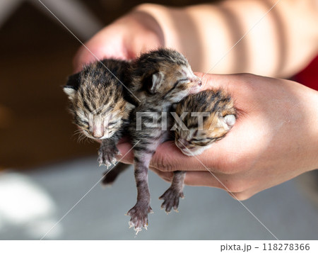猫の出産　後3日目の子猫 118278366