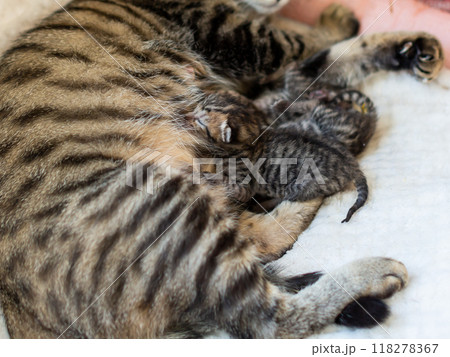 猫の出産　重なって眠る生後3日目の子猫 118278367