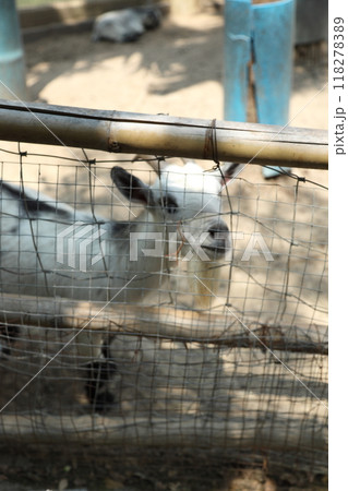 Animal in Farm Animal in Farm 118278389