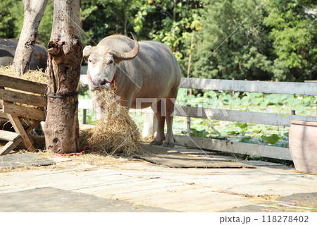 Animal in Farm 118278402