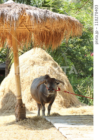 Animal in Farm Animal in Farm 118278403