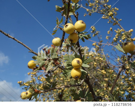 セイヨウサンザシの果実(黄色) セイヨウサンザシの果実(黄色) 118278656