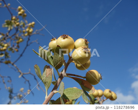 セイヨウサンザシの果実(黄色) セイヨウサンザシの果実(黄色) 118278696