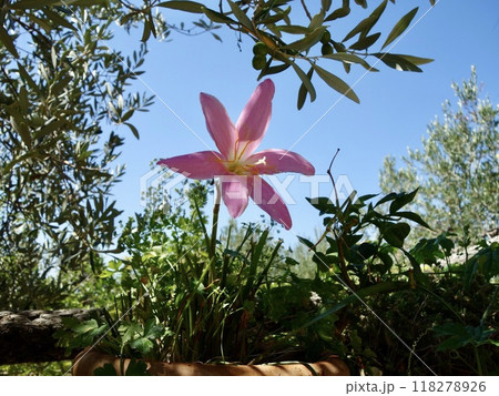 ゼフィランサスの花 118278926