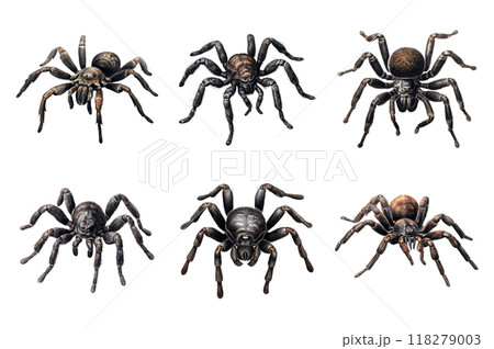 Black tarantula Collection Bundle Set Isolated on a Transparent Background 118279003