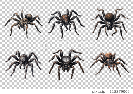 Black tarantula Collection Bundle Set Isolated on a Transparent Background 118279003
