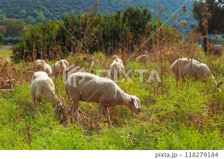 A beautiful pastoral scene depicts sheep peacefully grazing in the lush green countryside A beautiful pastoral scene depicts sheep peacefully grazing in the lush green countryside 118279184